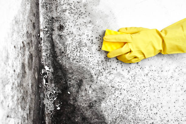 Best Mold Damage Repair  in Oxon Hill, MD