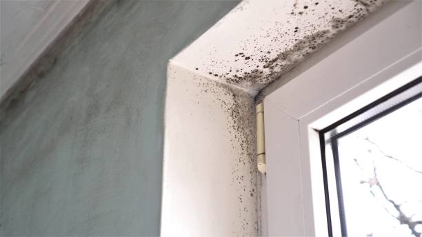 Oxon Hill, MD Mold Removal Company