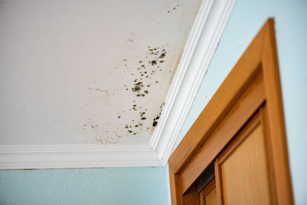 Best Professional Mold Removal  in Oxon Hill, MD