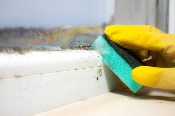 Best Mold Remediation  in Oxon Hill, MD