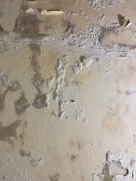 Best Mold Testing  in Oxon Hill, MD