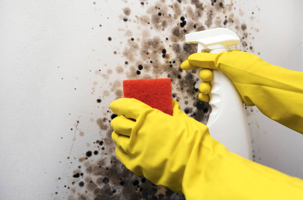 Best Crawl Space Mold Removal  in Oxon Hill, MD