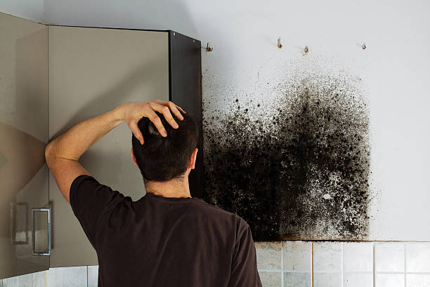 Best Attic Mold Removal  in Oxon Hill, MD